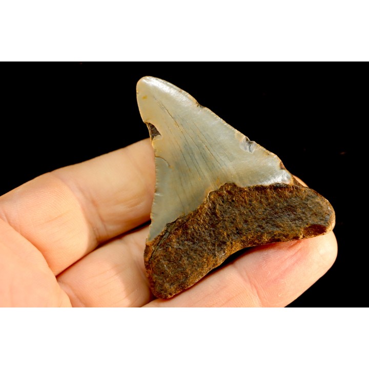 shark teeth: CARCHARODON MEGALODON