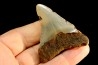 dent de requin: CARCHARODON MEGALODON
