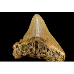shark teeth: CARCHARODON MEGALODON