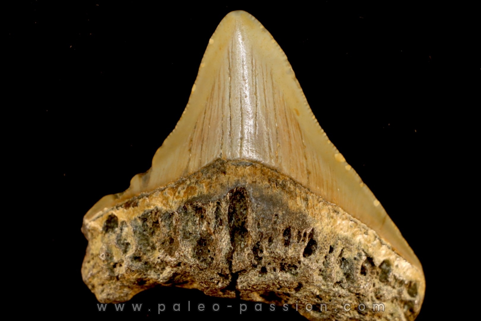 shark teeth: CARCHARODON MEGALODON