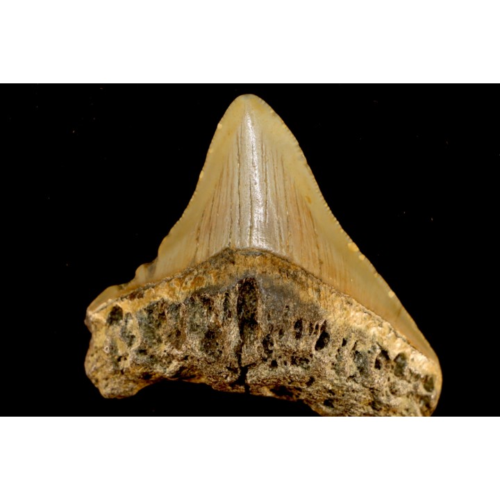 dent de requin: CARCHARODON MEGALODON
