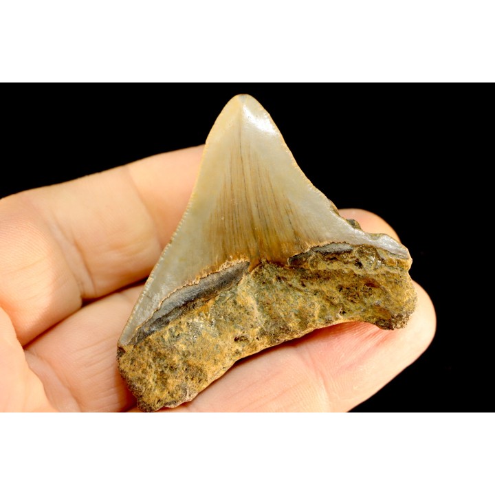 dent de requin: CARCHARODON MEGALODON
