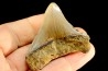 dent de requin: CARCHARODON MEGALODON
