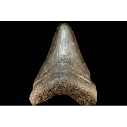 dent de requin: CARCHARODON MEGALODON