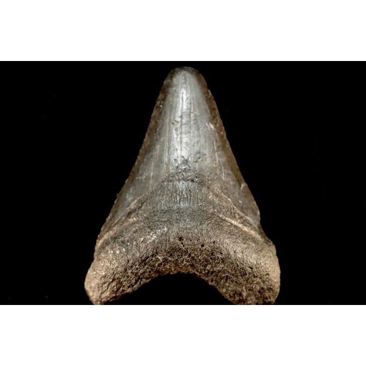 shark teeth: CARCHARODON MEGALODON