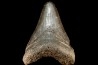 shark teeth: CARCHARODON MEGALODON
