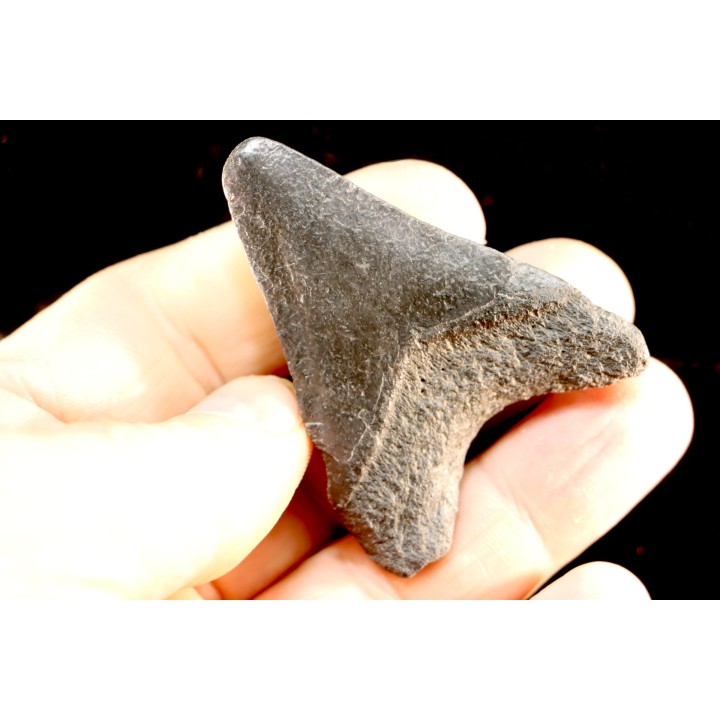 shark teeth: CARCHARODON MEGALODON