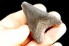 dent de requin: CARCHARODON MEGALODON