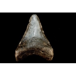 shark teeth: CARCHARODON MEGALODON