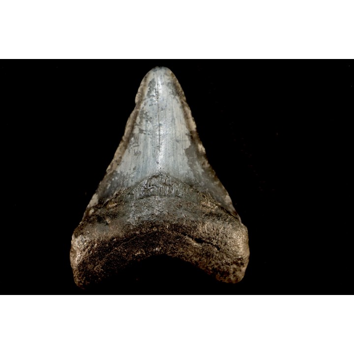 shark teeth: CARCHARODON MEGALODON