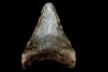 dent de requin: CARCHARODON MEGALODON