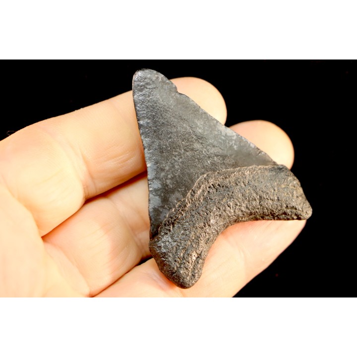 shark teeth: CARCHARODON MEGALODON