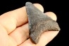 shark teeth: CARCHARODON MEGALODON