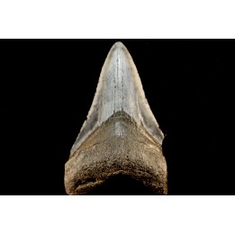 dent de requin: CARCHARODON MEGALODON