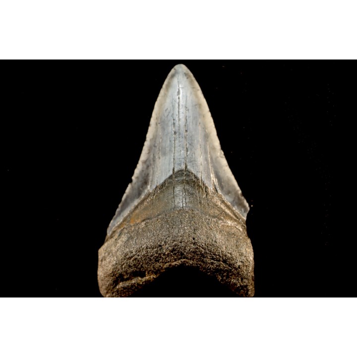 dent de requin: CARCHARODON MEGALODON