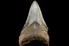 dent de requin: CARCHARODON MEGALODON