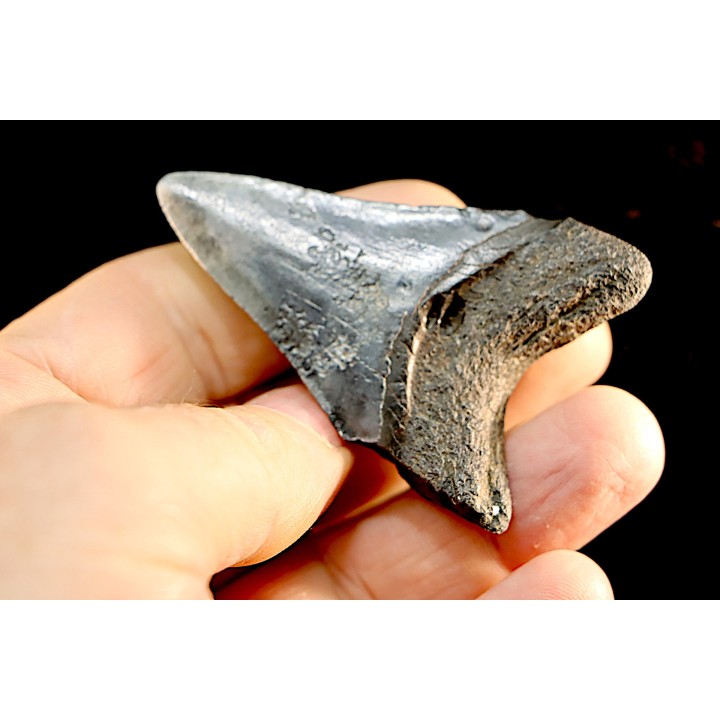 shark teeth: CARCHARODON MEGALODON