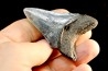 shark teeth: CARCHARODON MEGALODON