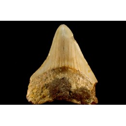 dent de requin: CARCHARODON MEGALODON