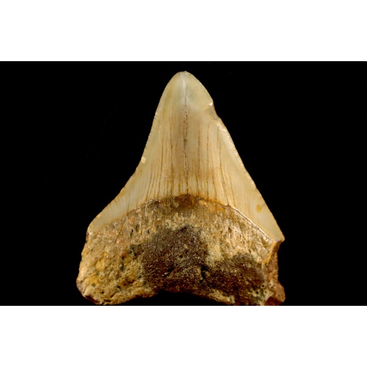shark teeth: CARCHARODON MEGALODON