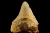 dent de requin: CARCHARODON MEGALODON