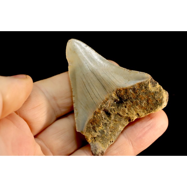 shark teeth: CARCHARODON MEGALODON