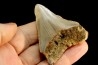 shark teeth: CARCHARODON MEGALODON