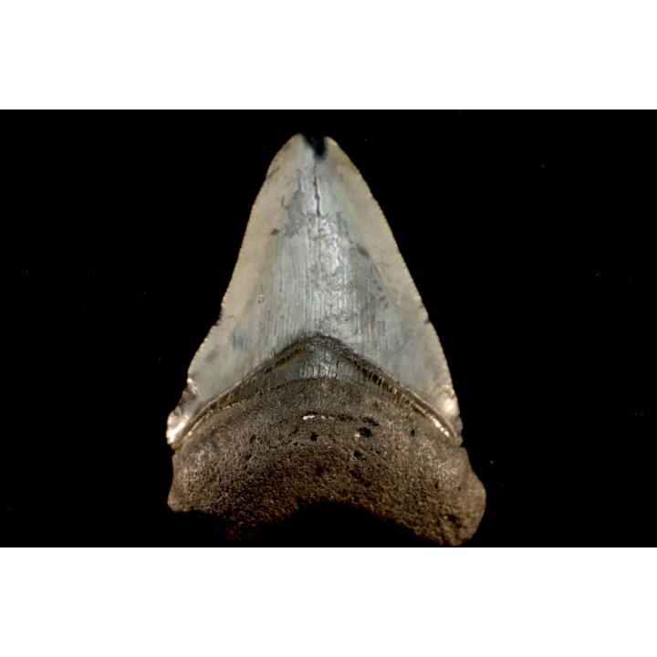 dent de requin: CARCHARODON MEGALODON