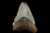 dent de requin: CARCHARODON MEGALODON