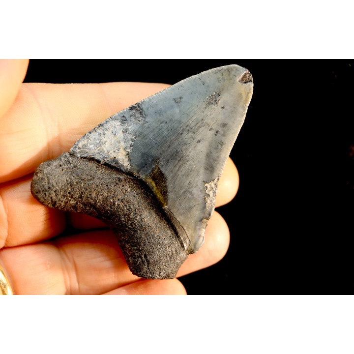 shark teeth: CARCHARODON MEGALODON