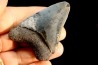 dent de requin: CARCHARODON MEGALODON