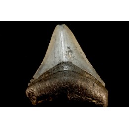 dent de requin: CARCHARODON MEGALODON