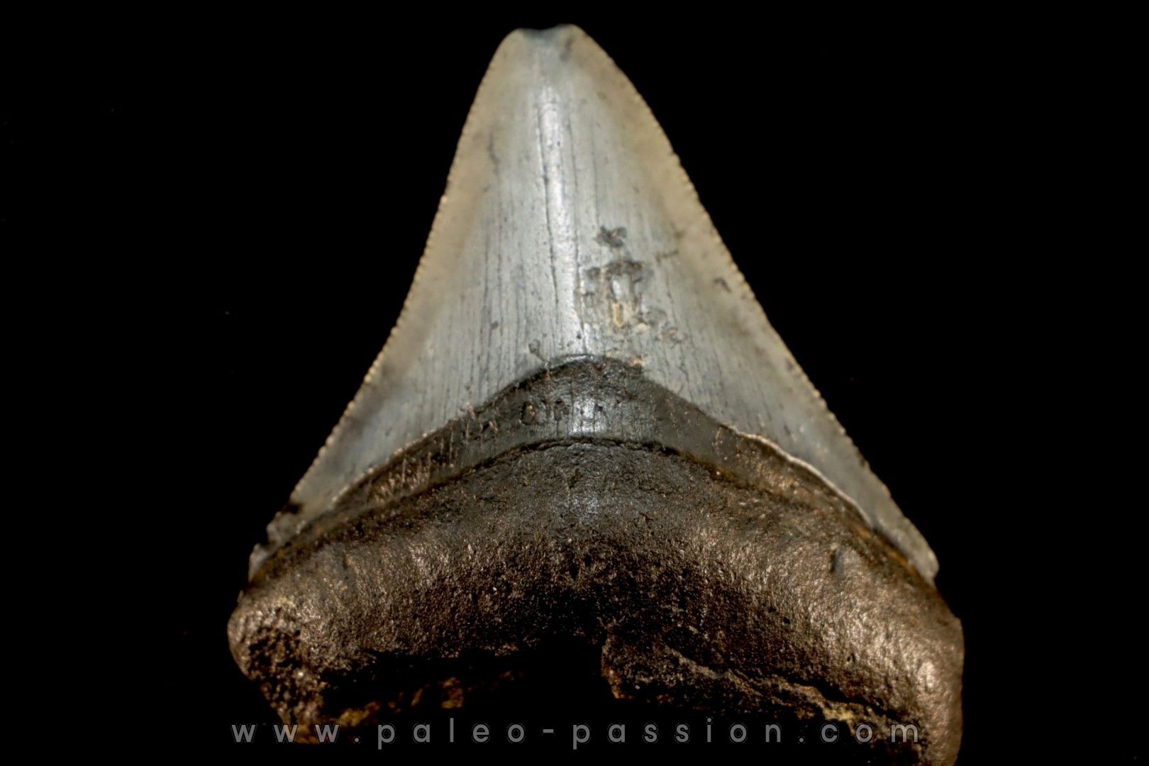 dent de requin: CARCHARODON MEGALODON