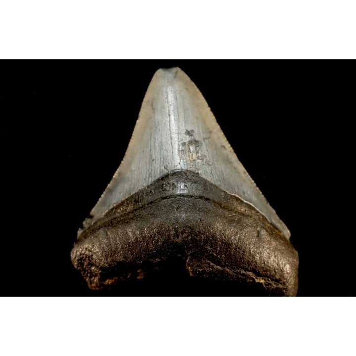 dent de requin: CARCHARODON MEGALODON