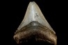 shark teeth: CARCHARODON MEGALODON