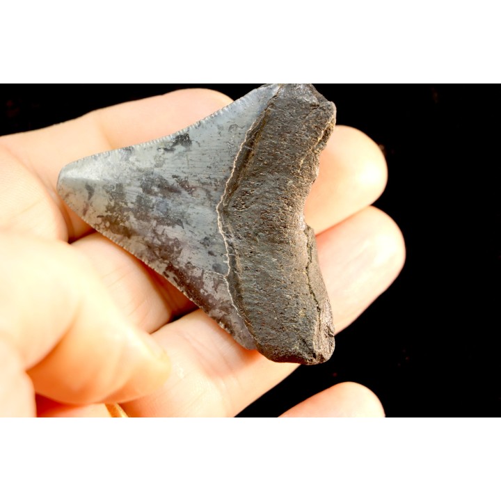dent de requin: CARCHARODON MEGALODON