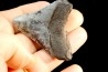 shark teeth: CARCHARODON MEGALODON
