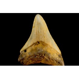 shark teeth: CARCHARODON MEGALODON