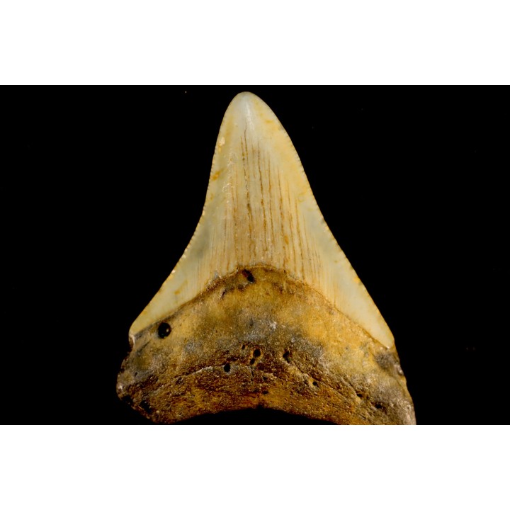 dent de requin: CARCHARODON MEGALODON