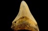 shark teeth: CARCHARODON MEGALODON