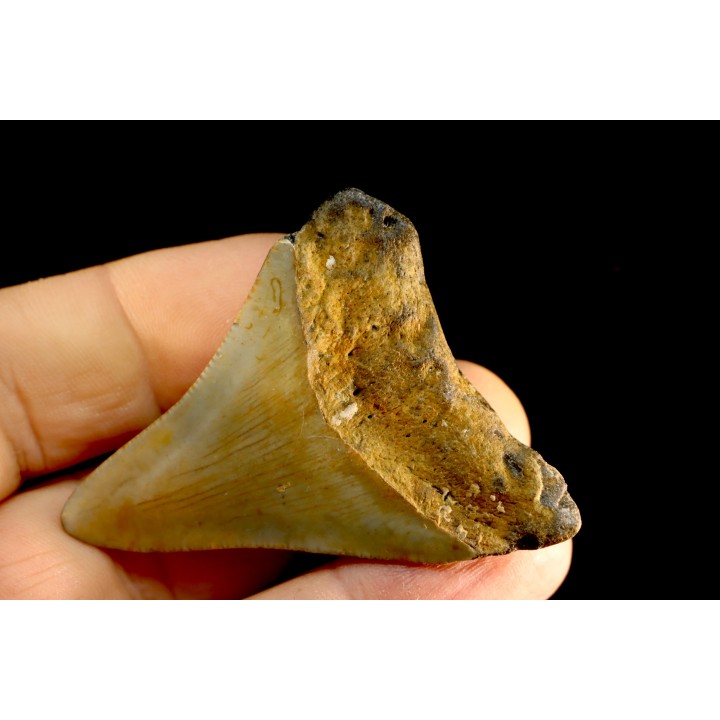 shark teeth: CARCHARODON MEGALODON