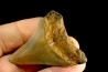shark teeth: CARCHARODON MEGALODON