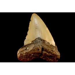 shark teeth: CARCHARODON MEGALODON