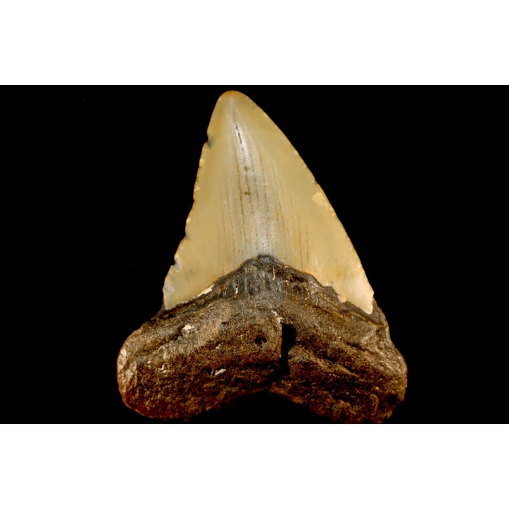 dent de requin: CARCHARODON MEGALODON