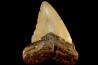 shark teeth: CARCHARODON MEGALODON