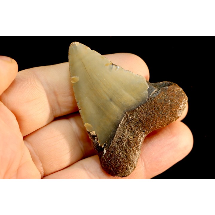 shark teeth: CARCHARODON MEGALODON