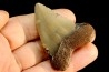 dent de requin: CARCHARODON MEGALODON