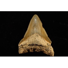 dent de requin: CARCHARODON MEGALODON