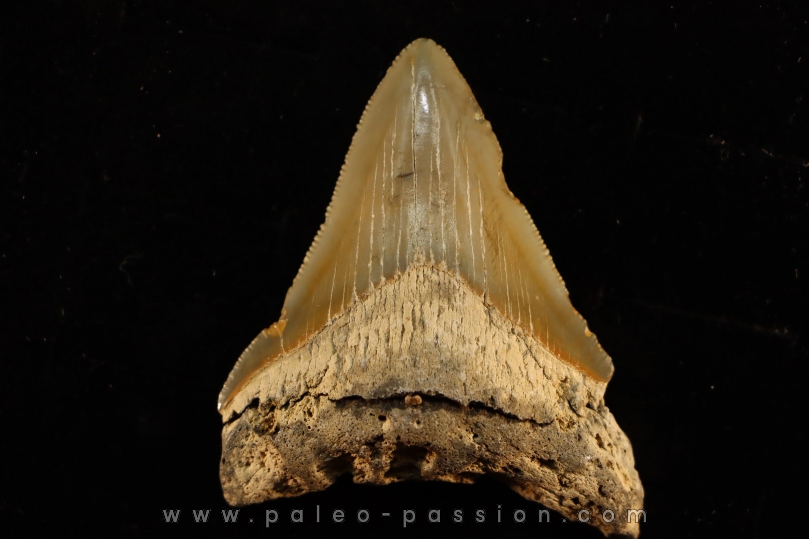 dent de requin: CARCHARODON MEGALODON