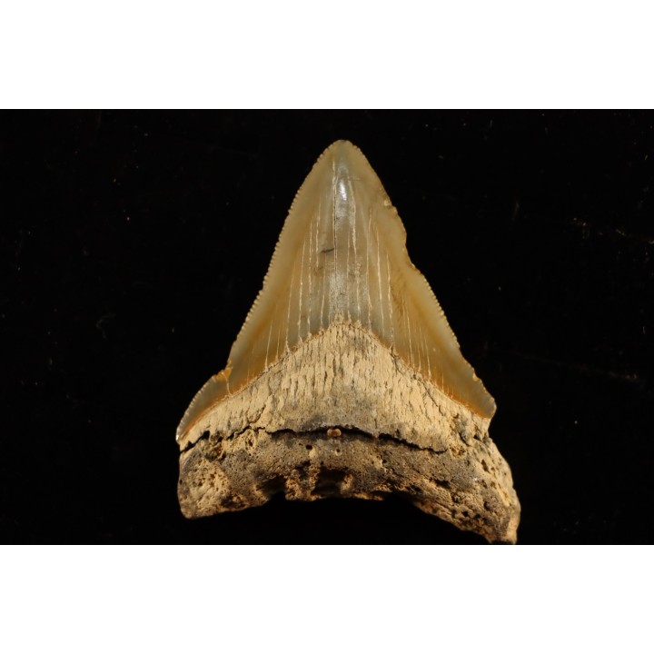 dent de requin: CARCHARODON MEGALODON
